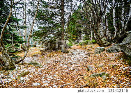 Autumn forest of Sant Maurici Lake with snowy path in Aigues Tortes National Park, in the Pyrenees of Lleida, Catalonia, Spain 121412146