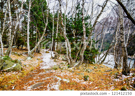Autumn forest of Sant Maurici Lake with snowy path in Aigues Tortes National Park, in the Pyrenees of Lleida, Catalonia, Spain 121412150