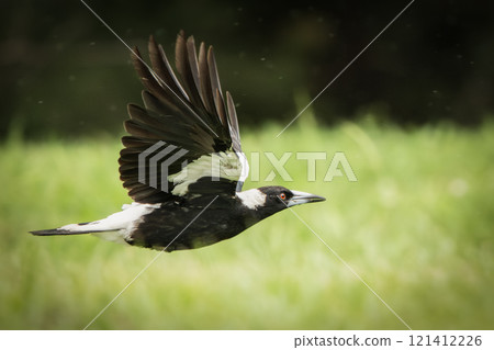 Australian Magpie 121412226