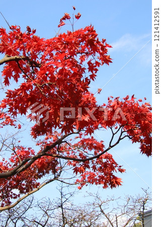 Maple leaves which turned red leaves 121412591