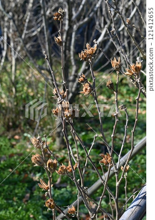 Rose of Sharon seeds and capsules 121412655