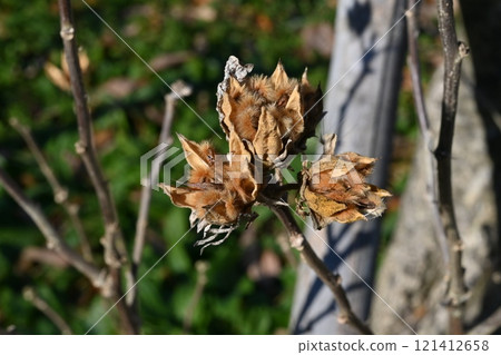Rose of Sharon seeds and capsules Rose of Sharon seeds and capsules 121412658