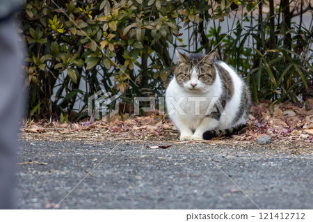 Cat selling me 121412712