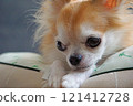 Listless Chihuahua 121412728
