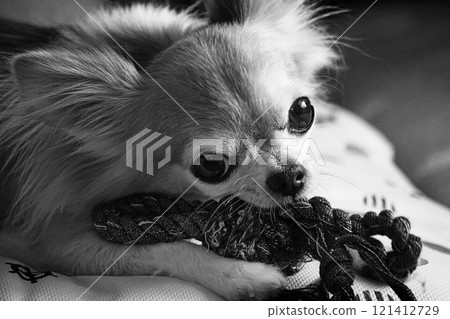 Chihuahua playing with toys 121412729