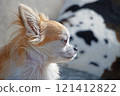 Chihuahua profile looking into the distance 121412822