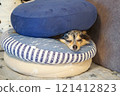 Chihuahua sandwiched between cushions 121412823