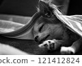 Chihuahua sleeping under a blanket 121412824