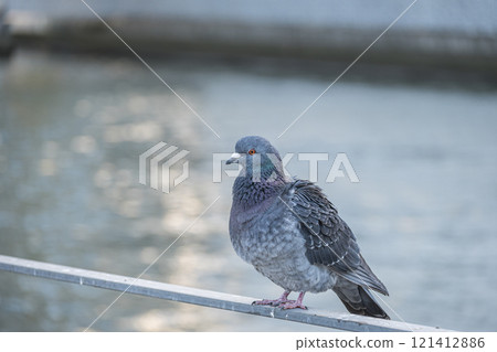 Pigeons perched on a railing, Nakanoshima Park, Osaka City 121412886
