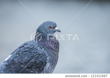 大阪市鳩中之島公園 121412887