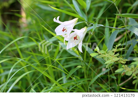 Refreshing lily flower 121413170