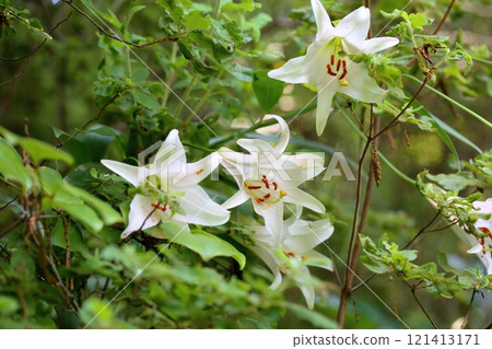 Refreshing lily flower 121413171