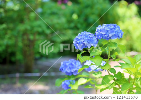 繡球花水晶 121413570