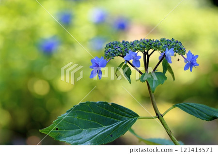 Flower of hydrangea flowers Izu flower Flower of hydrangea flowers Izu flower 121413571