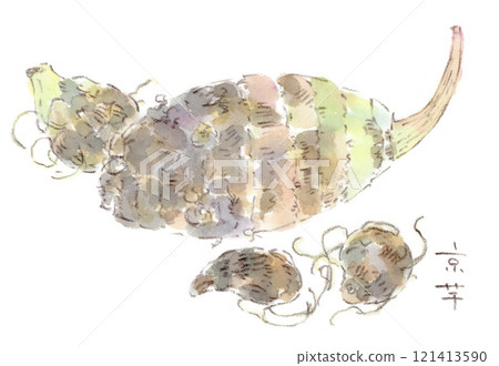 秋冬蔬菜、根莖類蔬菜、植物、竹筍水彩插圖（京都imo）、芋頭家族 121413590