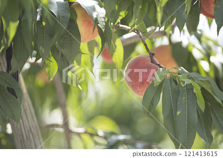 果園裡一棵樹上的桃子 121413615