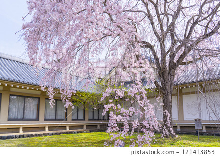 Spring in Kyoto: Weeping cherry blossoms at the Reihokan Museum of Daigoji Temple Spring in Kyoto: Weeping cherry blossoms at the Reihokan Museum of Daigoji Temple 121413853