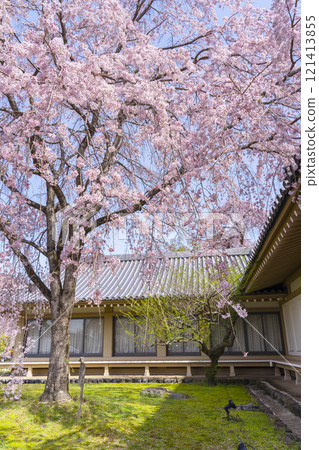 京都醍醐寺靈寶館春天的垂枝櫻花 121413855