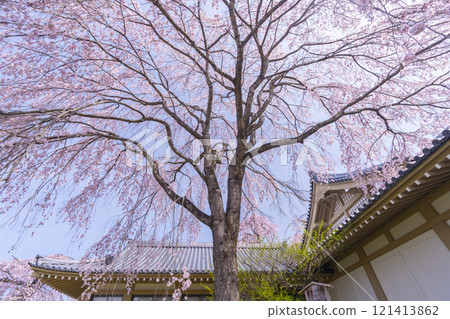Spring in Kyoto: Weeping cherry blossoms at the Reihokan Museum of Daigoji Temple Spring in Kyoto: Weeping cherry blossoms at the Reihokan Museum of Daigoji Temple 121413862