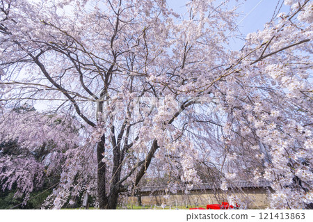 Spring in Kyoto: Weeping cherry blossoms at the Reihokan Museum of Daigoji Temple 121413863