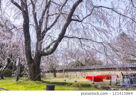 京都醍醐寺靈寶館春天的垂枝櫻花 京都醍醐寺靈寶館春天的垂枝櫻花 121413864