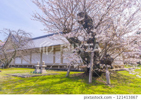 Spring in Kyoto: Somei-Yoshino cherry blossoms at the Reihokan Museum of Daigoji Temple 121413867