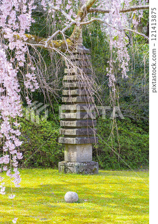 Spring in Kyoto: Daigoji Temple, Reihokan Museum, weeping cherry blossoms and thirteen-story stone pagoda 121413875