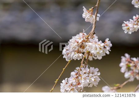 Spring in Kyoto: Cherry blossoms at Daigoji Temple Reihokan 121413876