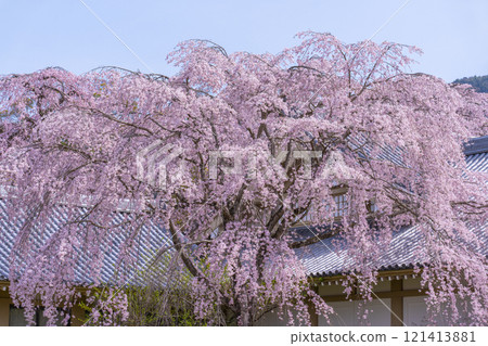 Spring in Kyoto: Weeping cherry blossoms at the Reihokan Museum of Daigoji Temple Spring in Kyoto: Weeping cherry blossoms at the Reihokan Museum of Daigoji Temple 121413881