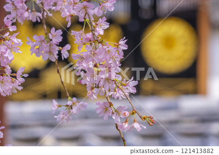Spring in Kyoto: Weeping cherry blossoms at the Reihokan Museum of Daigoji Temple Spring in Kyoto: Weeping cherry blossoms at the Reihokan Museum of Daigoji Temple 121413882