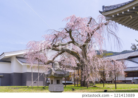 春天的京都、醍醐寺、靈寶館垂枝櫻花、醍醐禦雪櫻 121413889