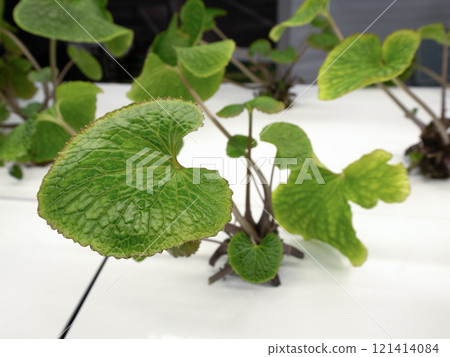 Hydroponic cultivation of wasabi 121414084