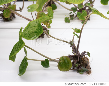 Hydroponic cultivation of wasabi 121414085