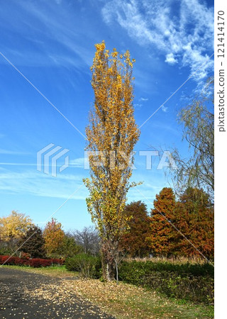 Poplar Seasons - White Poplar Poplar Seasons - White Poplar 121414170
