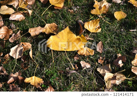 Poplar Seasons - White Poplar Poplar Seasons - White Poplar 121414171