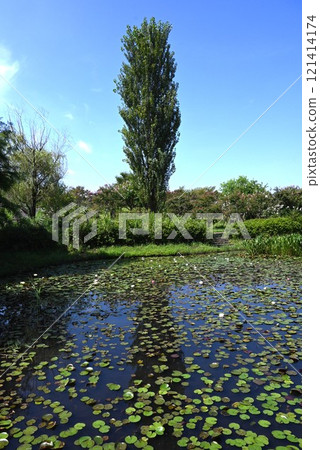 Poplar Seasons - White Poplar Poplar Seasons - White Poplar 121414174