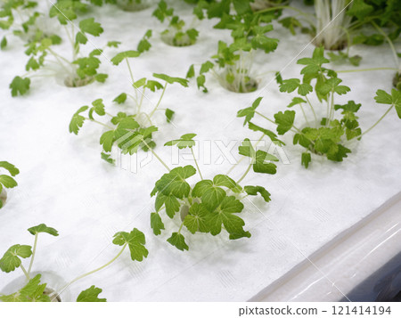Hydroponic cultivation of mini celery 121414194