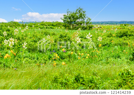 漫步在佐呂別原始花園，感受大自然的氣息 121414239