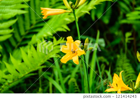 The scent of nature: Walking through Sarobetsu Primeval Flower Garden The scent of nature: Walking through Sarobetsu Primeval Flower Garden 121414243
