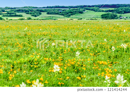 The scent of nature: Walking through Sarobetsu Primeval Flower Garden 121414244