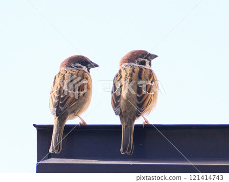 The back view of two friendly sparrows facing right The back view of two friendly sparrows facing right 121414743