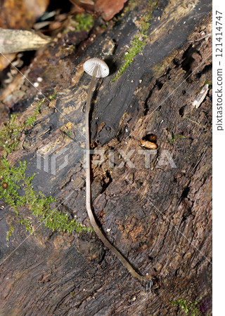 A whole image of a long-stalked shiitake mushroom growing on rotten wood in a damp forest (natural light + strobe macro close-up) A whole image of a long-stalked shiitake mushroom growing on rotten wood in a damp forest (natural light + strobe macro close-up) 121414747