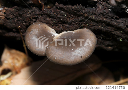 Delicious natural wild grown oyster mushrooms (strobe + macro photography) 121414750
