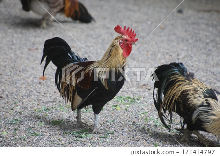 Long-crowing chickens, chickens, Isonokami Shrine (Tenri City, Nara Prefecture) 121414797