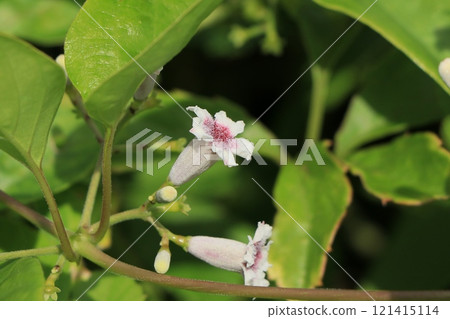 Hexokazura flowers Hexokazura flowers 121415114