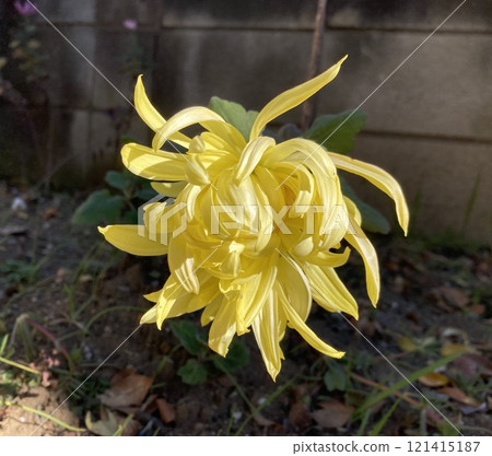 黃花 黃花 121415187