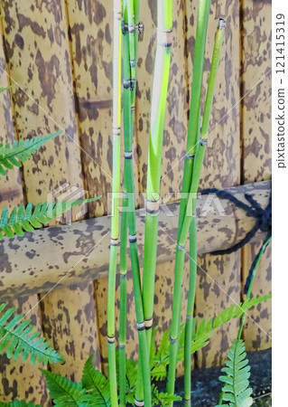 Fern Equisetaceae Horsetail 121415319