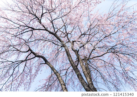 Weeping cherry blossoms in full bloom at Seiunji Temple 121415340