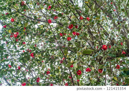 紅山茶 紅山茶 121415354