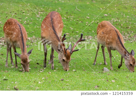 Deer eating grass 121415359